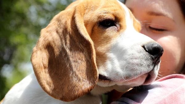 Cani beagle maltrattati per sperimentare farmaci, denunciata multinazionale veneta