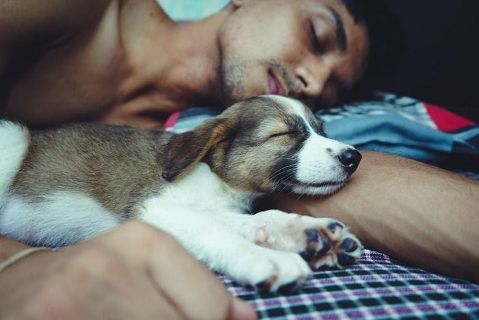 Dormire col proprio cane non disturba il sonno 