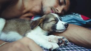 Dormire col proprio cane non disturba il sonno 