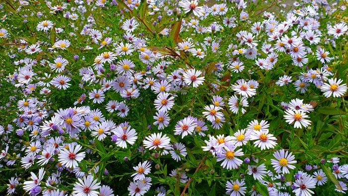 Prati in fiore