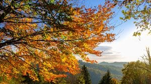 Tra cucina e foliage, l’autunno si festeggia in Alta Valle