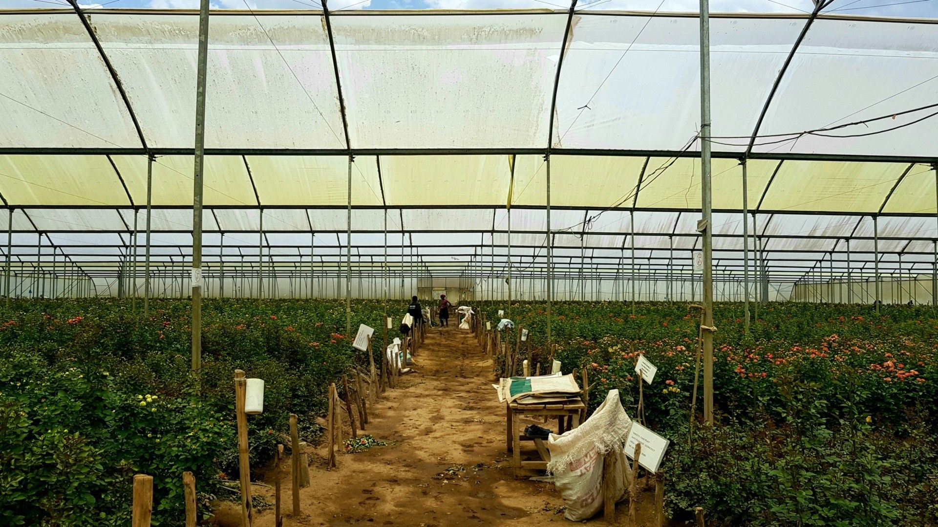 Una serra in una fattoria di fiori sulla riva settentrionale del lago Naivasha, Kenya