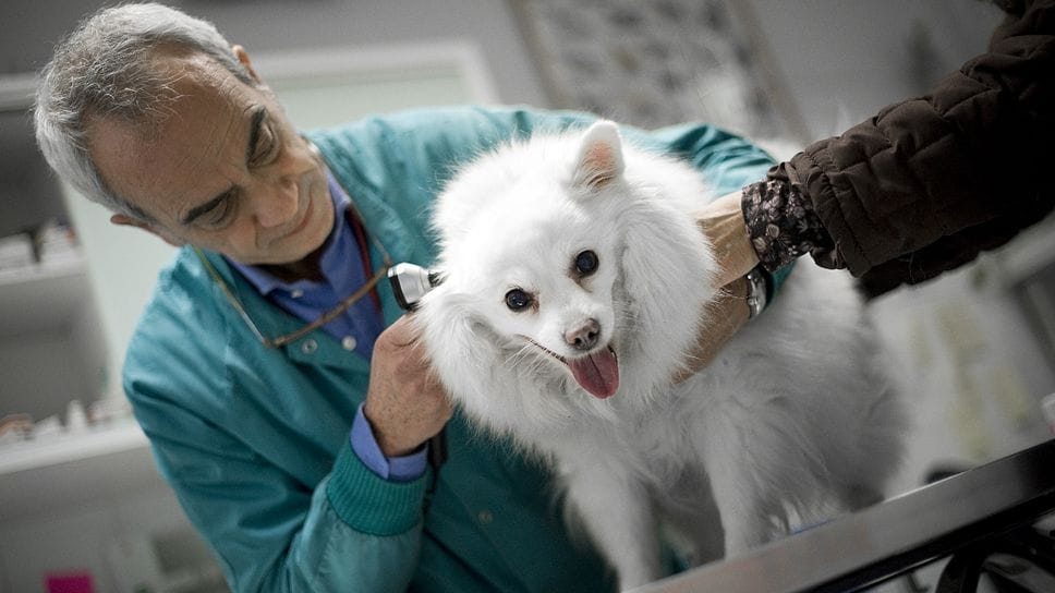 L’aiuto economico arriva a un massimo di 300 euro e restano escluse le spese   per l’acquisto dell’animale e gli alimenti