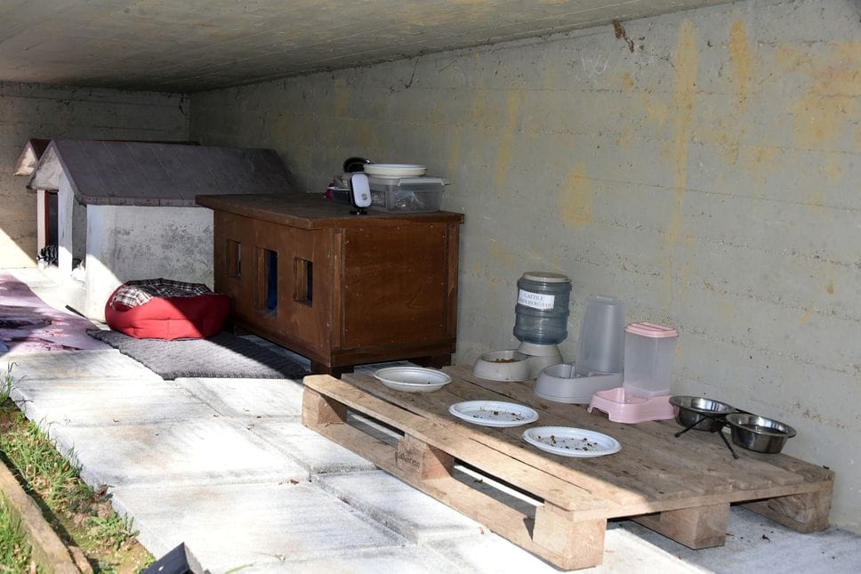 Una parte della colonia felina nella scuola primaria Rodari nel quartiere Santa Lucia a Bergamo