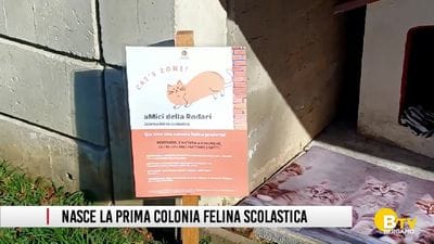 https://storage.ecodibergamo.it/media/photologue/2026/2/18/photos/cache/inaugurata-la-prima-colonia-felina-scolastica_63706fbc-0d00-11f1-8d44-95992ff87253_display.jpg