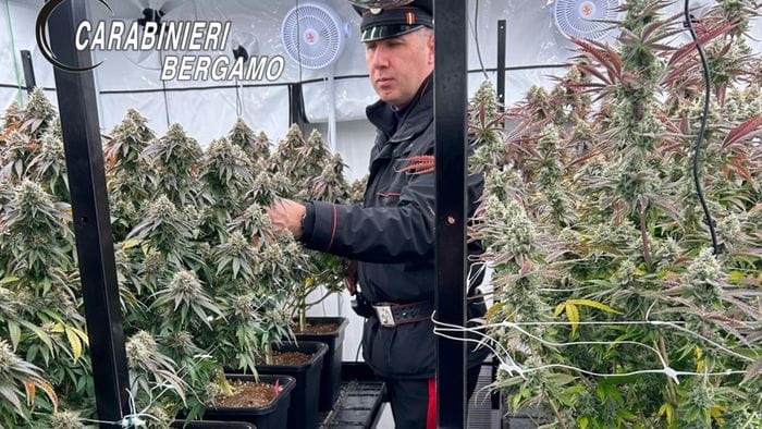 https://storage.ecodibergamo.it/media/photologue/2026/2/18/photos/cache/odore-persistente-di-marijuana-scattano-i-controlli-travate-43-piante-in-casa_141a8c2c-0cf1-11f1-92e9-47fee22cc680_1920_1080_v3_large_16_9.jpeg