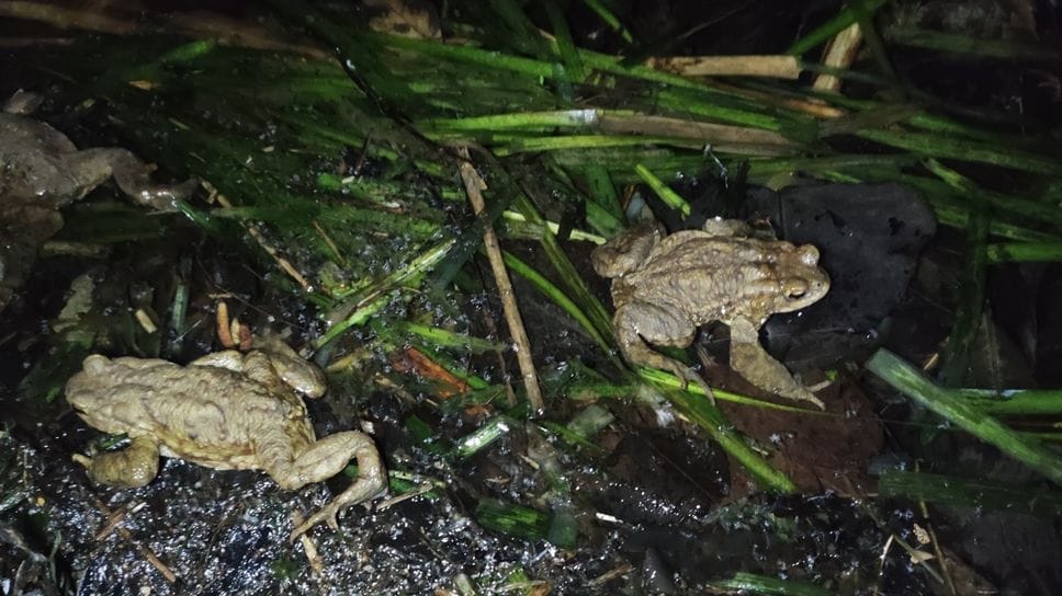Il rospo comune (Bufo bufo)