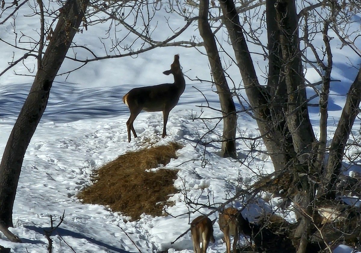 Cervi nei prati di Cortina
