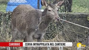 Esemplare di cerva intrappolata in un cantiere a Carobbio