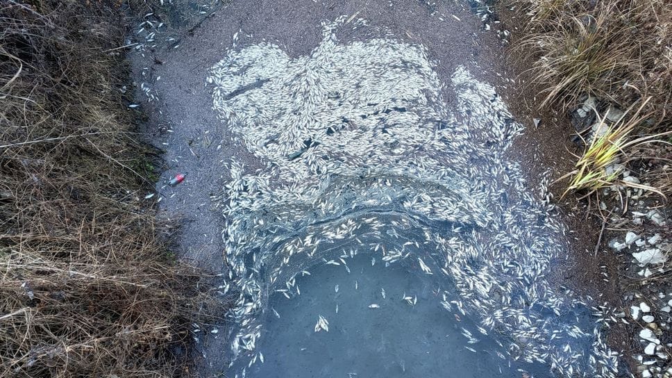 La foto impressionante della moria di pesci nel torrente Oneto