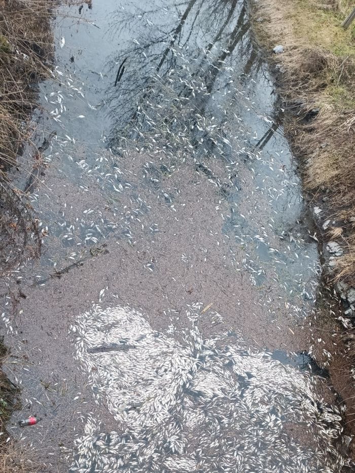 Le trote riverse con il ventre in alto