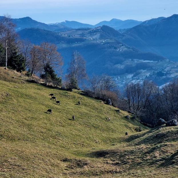 Il branco di camosci