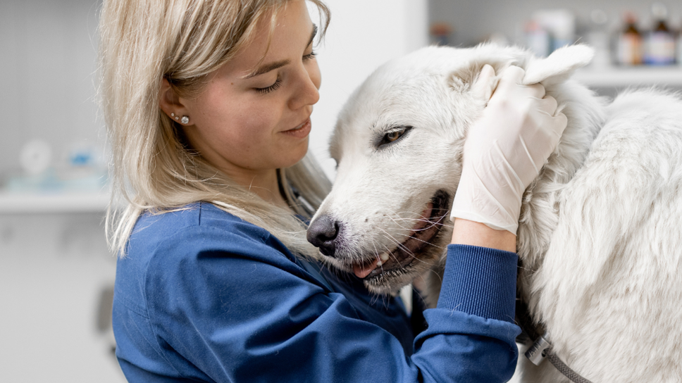 Dire addio, il momento più difficile anche per un veterinario