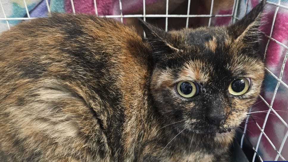 La gattina rimasta intrappolata a 6 metri di altezza su un albero per 3 giorni a Romano. Salvata dai vigili del fuoco e dalla polizia locale