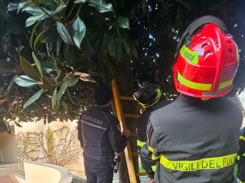 L’intervento della polizia locale di Romano e dei vigili del fuoco per salvare la gattina rimasta intrappolata a 6 metri di altezza su un albero per 3 giorni