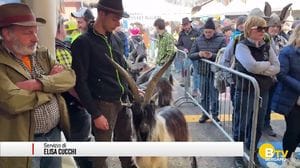 Ardesio, la fiera delle capre e dell'asinello