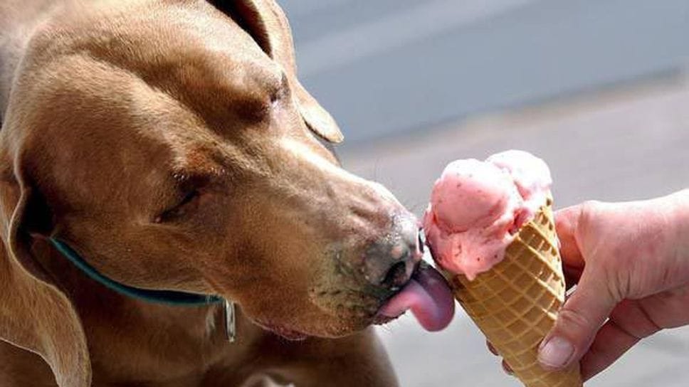 Pensiamo di farli felici ma cibi sbagliati possono causare gravi conseguenze ai nostri amati animali