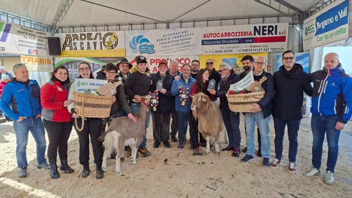 zucco e sia re e regina alla fiera delle capre di ardesio foto e video