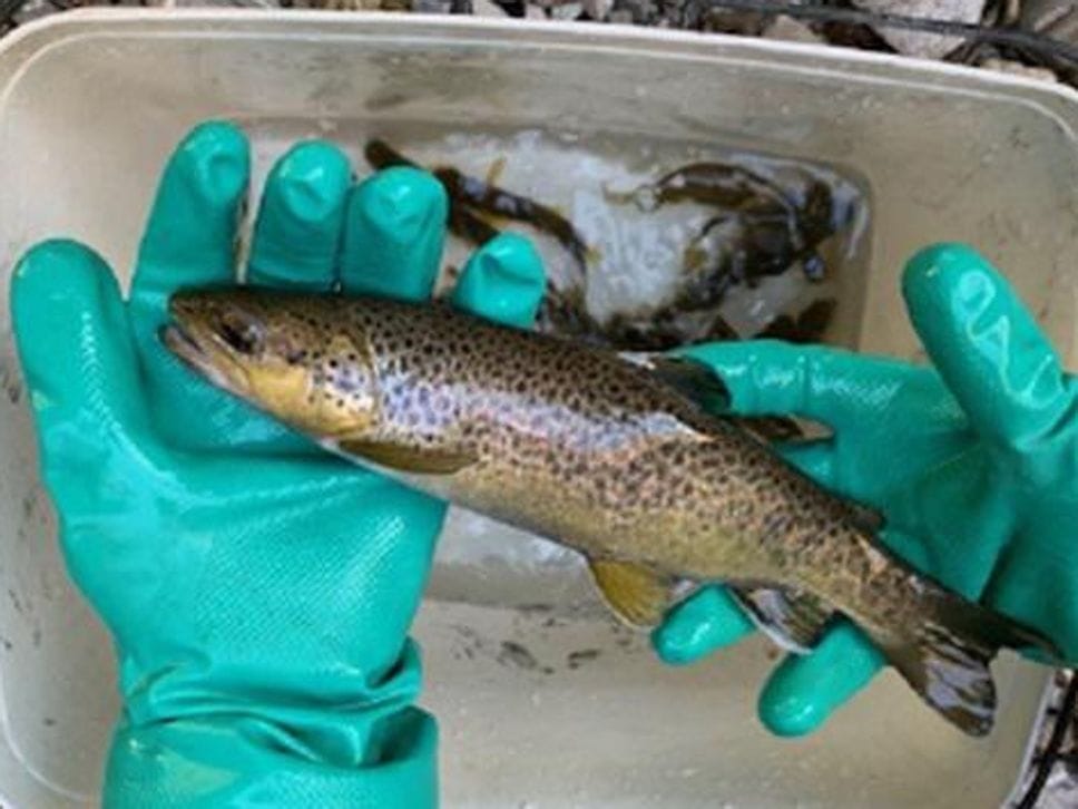 Lo stato di salute della fauna ittica conferma la qualità delle acque