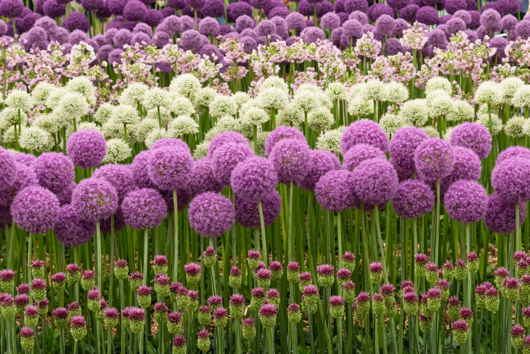 Gli allium ornamentali