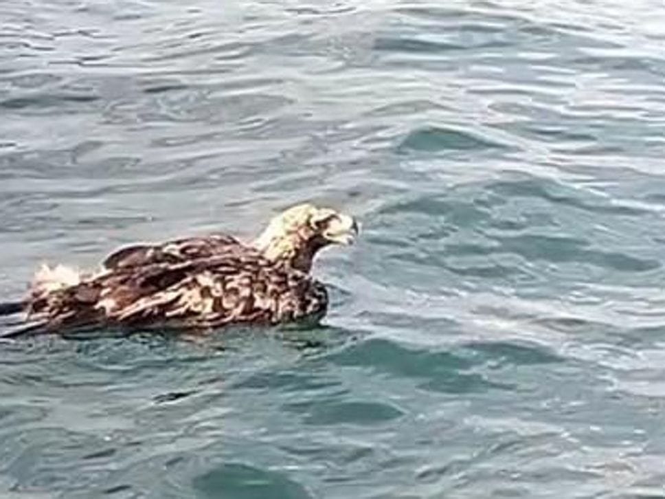 Lezzeno (CO), 17 agosto 2025. L’aquila reale «Attilio», severamente intossicata da piombo, precipita nel lago di Como a causa delle pesanti anomalie comportamentali che il metallo provoca. Battezzata Attilio come il presidente di Regione Lombardia  Fontana per sensibilizzare la Giunta regionale nel prendere provvedimenti normativi che superino l’uso del piombo nelle munizioni da caccia. È la terza