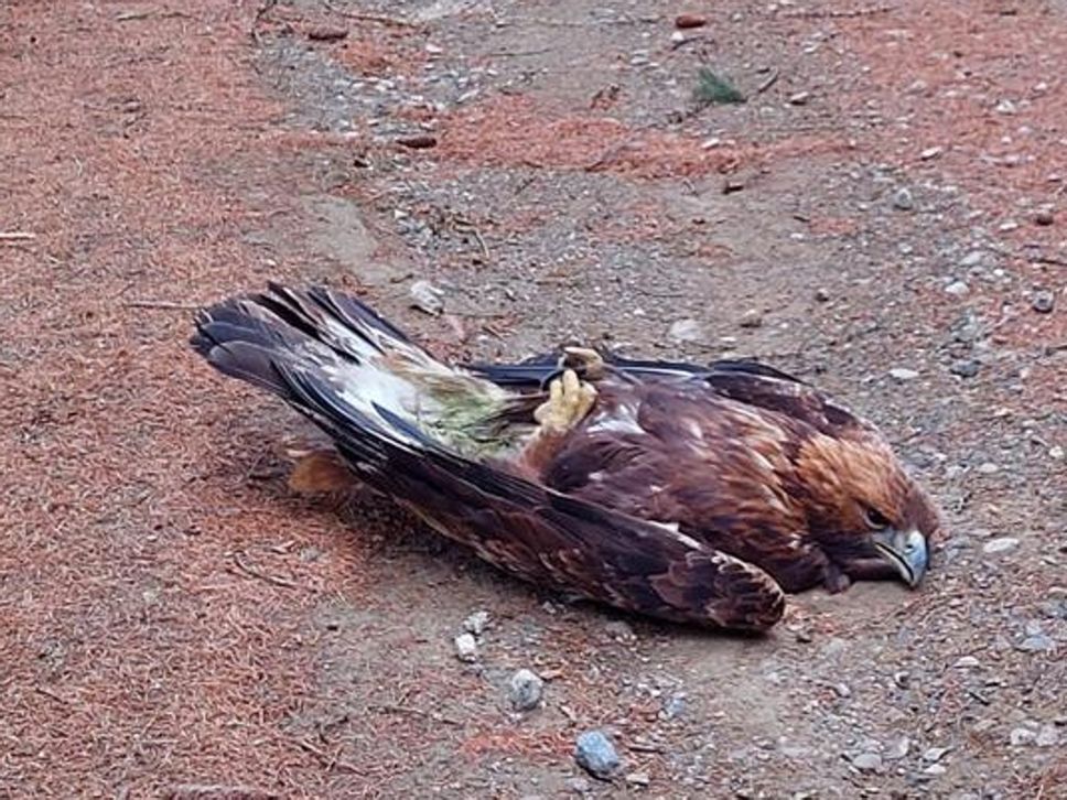 Temù (BS), 7 febbraio 2024. Le munizioni di piombo avvelenano il 73% delle aquile reali e degli avvoltoi che frequentano la Lombardia.