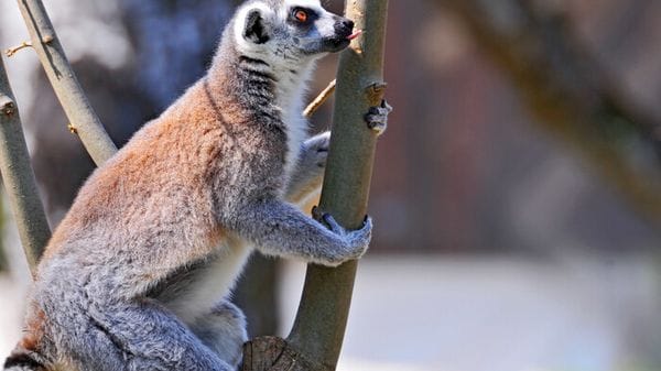 Immagine per f0182a68-242a-11f1-aeff-3c691be3e939