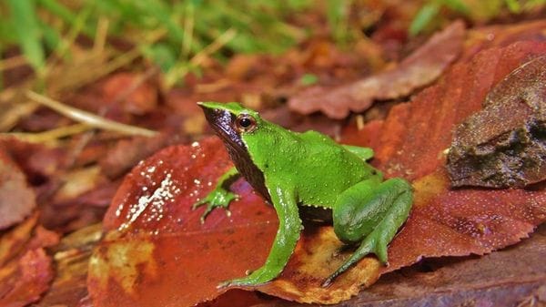 Il Cile conferma la tutela della rana di Darwin, a rischio di estinzione