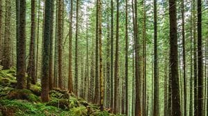 Le minacce alle foreste europee potrebbero raddoppiare entro il 2100