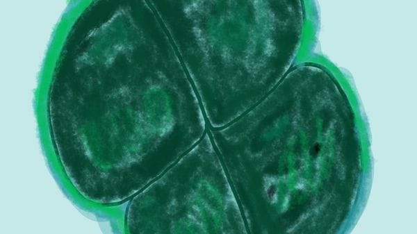 Così batteri possono viaggiare tra i pianeti