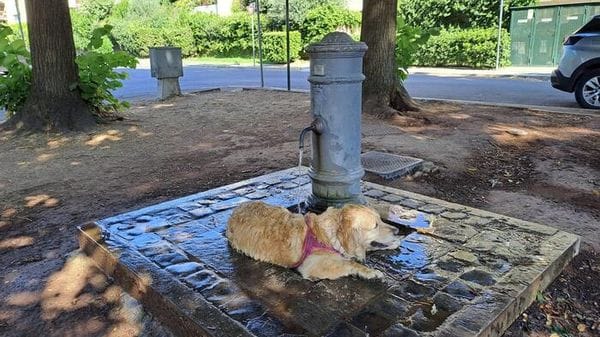 Giornata dell'acqua: Assoutenti, è bene comune e un diritto universale