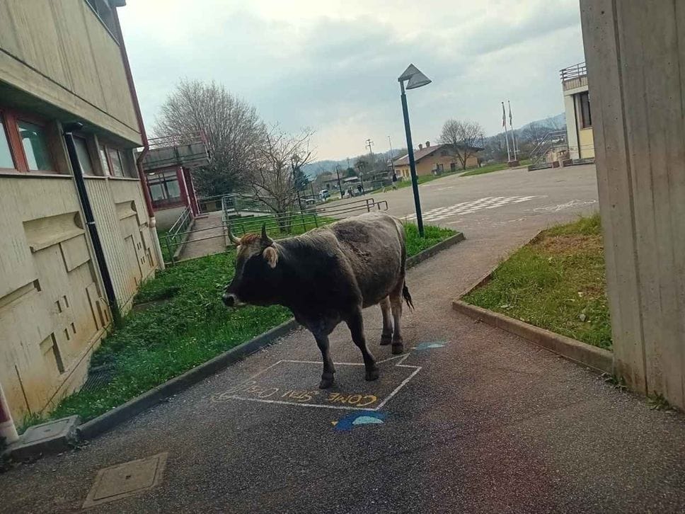 Al seggio a Sorisole è arrivata anche... una mucca. E alla primaria un messaggio per i bimbi - Le foto