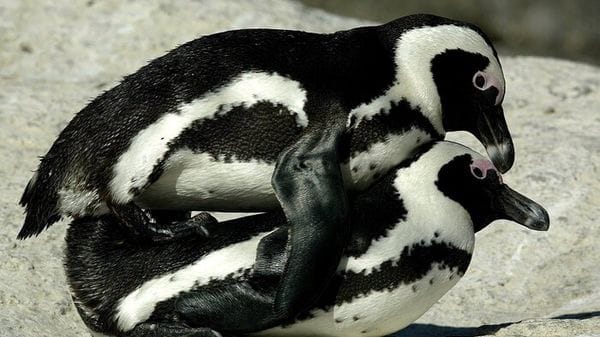 Openature acquisisce Zoomarine, dopo Zoom e Natura Viva