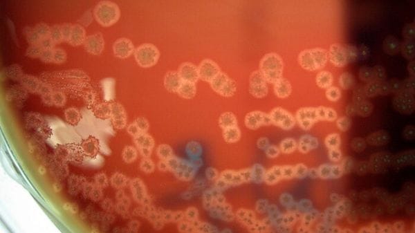 I primi batteri programmati per divorare i tumori dall'interno