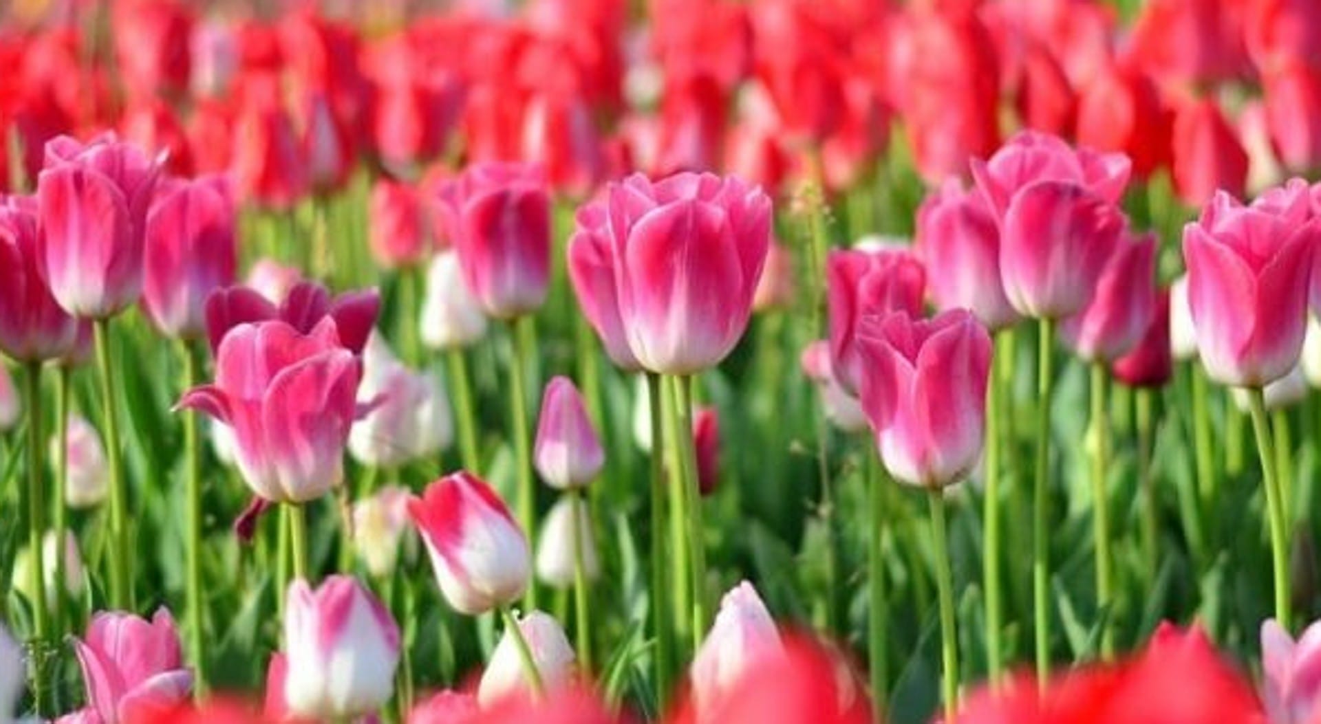 La guida ai campi di tulipani, dove ammirare e raccogliere i fiori di primavera