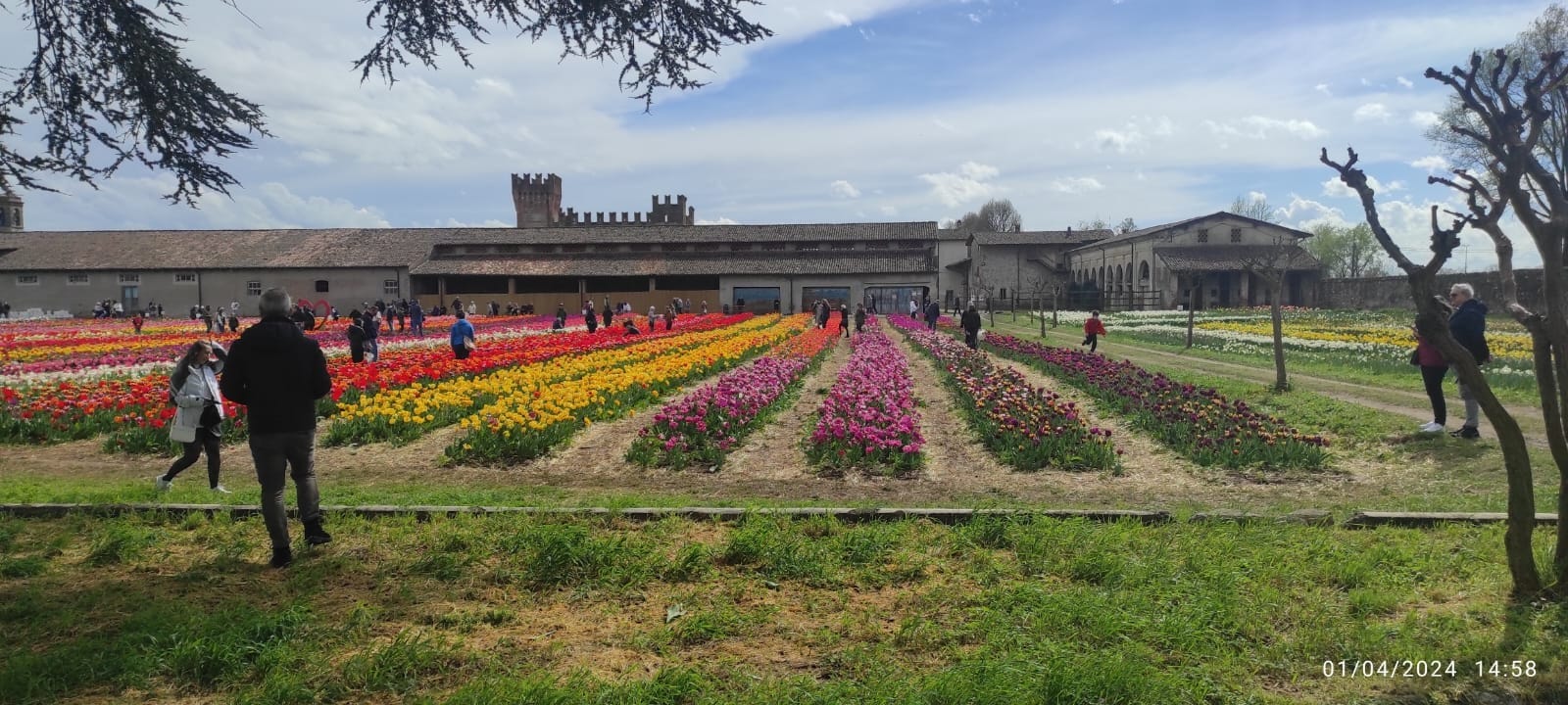 La guida ai campi di tulipani, dove ammirare e raccogliere i fiori di primavera