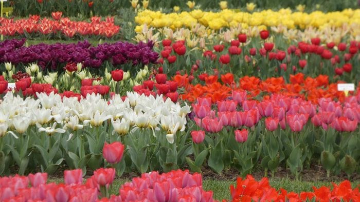 «Strisce di colori...»