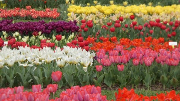 «Strisce di colori...»