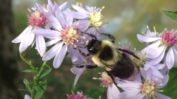 Bergamo amplia il taglio dell’erba differenziato per favorire la biodiversità