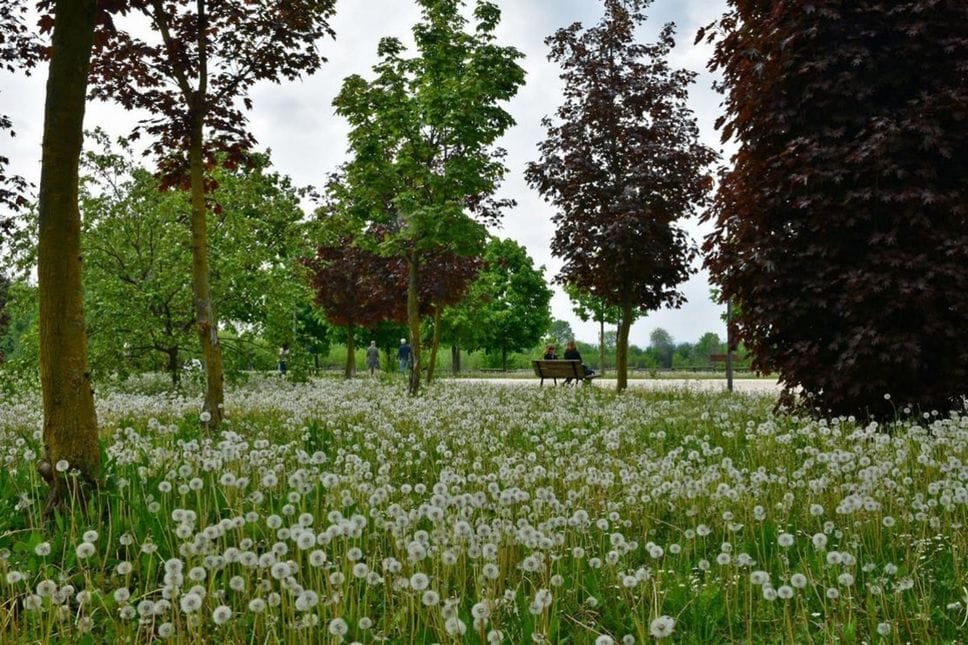 Bergamo amplia il taglio dell’erba differenziato per favorire la biodiversità