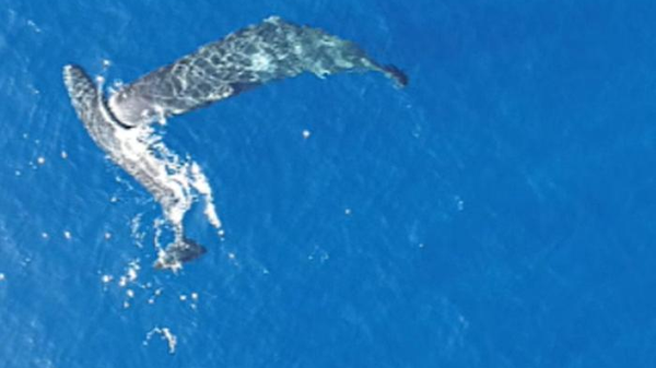 I capodogli posso colpire usando la testa, come in Moby Dick  VIDEO