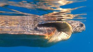 A Venezia nuova sede del Biodiversity Gate, ponte tra ricerca e società