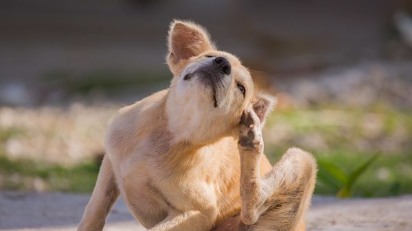 Primavera e animali domestici: buone passeggiate, ma  attenzione ai rischi