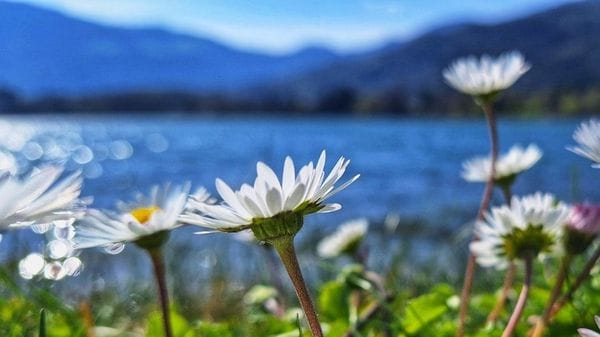 Primavera in un campo di fiori