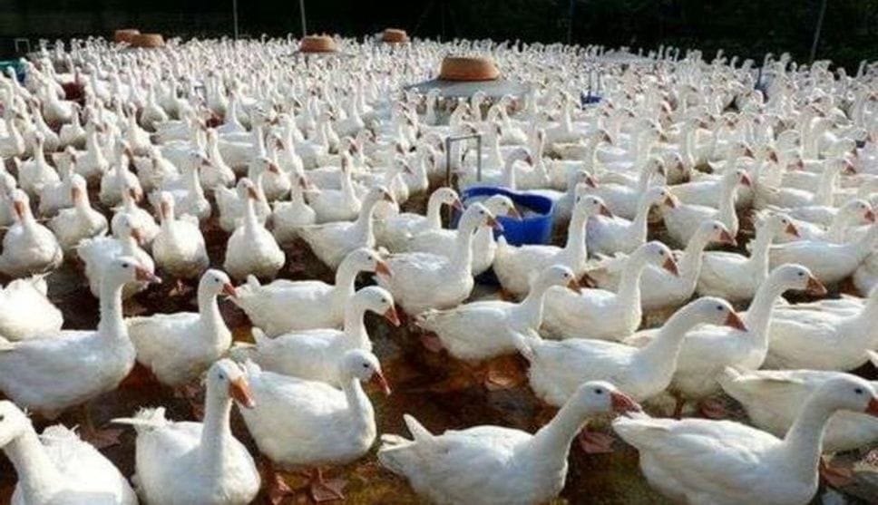 «Influenza aviaria, non c’è allarme: rischi molto bassi»