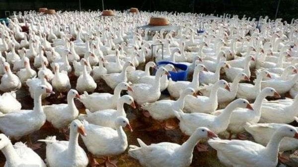 «Influenza aviaria, non c’è allarme: rischi molto bassi»