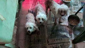 La nuova frontiera degli ecoreati, il traffico dei barboncini