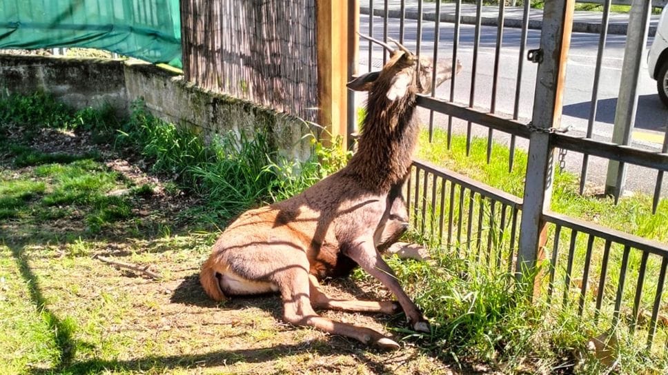 Sceso dalla colline sopra Alzano un cervo si schianta sulla cancellata