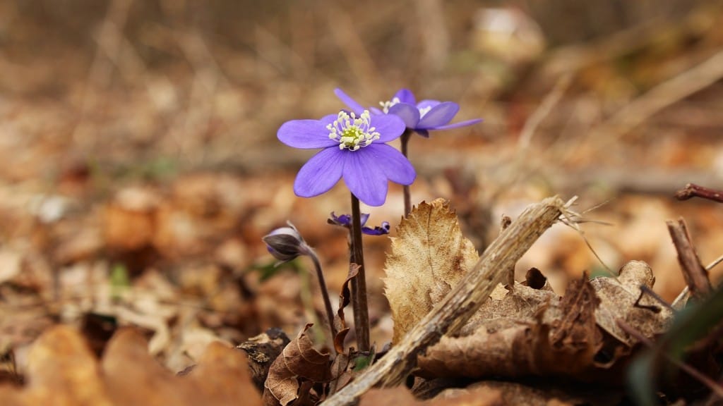 La primavera in arrivo