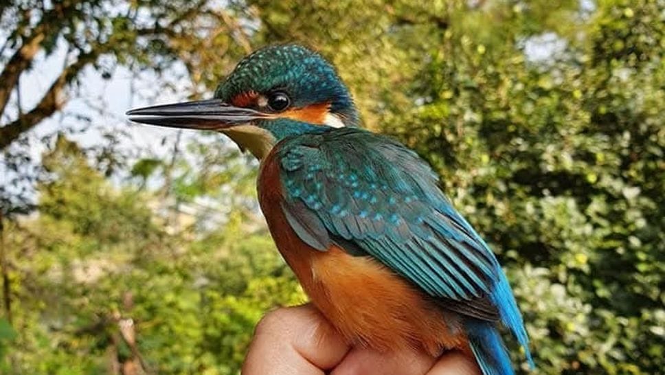 Gli uccelli sono bioindicatori